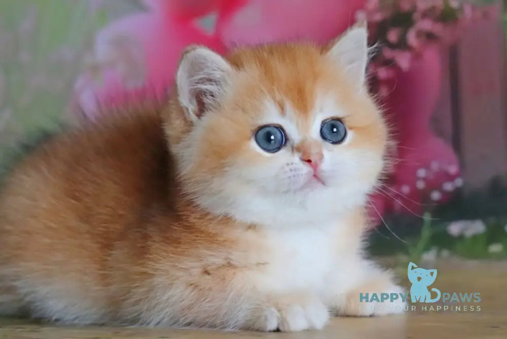 Olivia British Shorthair female black golden shaded live animals