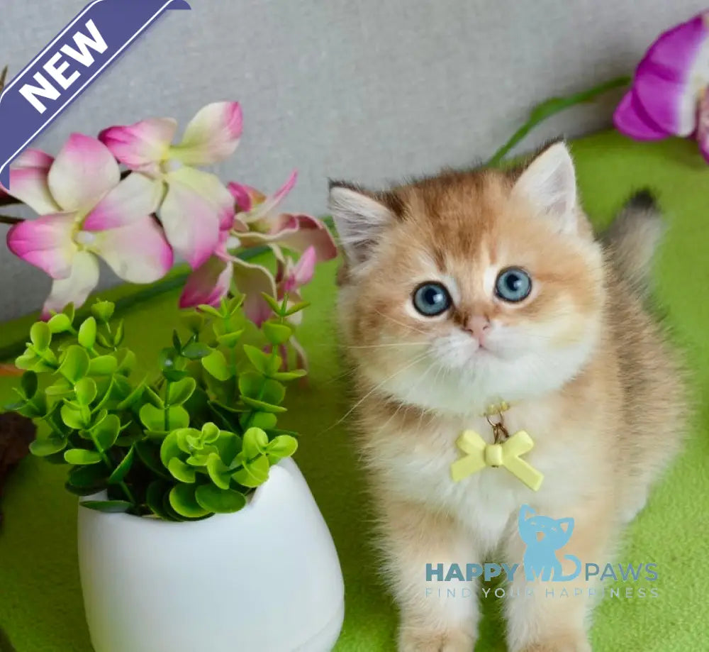Olivia British Shorthair female black golden shaded live animals