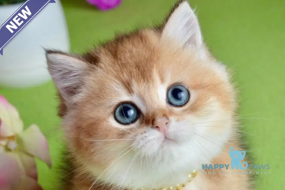 Olivia British Shorthair female black golden shaded live animals