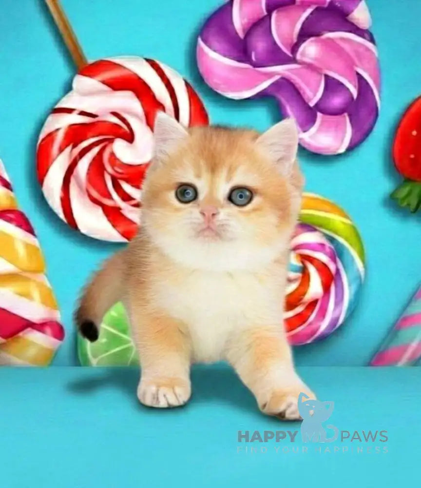 Olivia British Shorthair female black golden shaded live animals