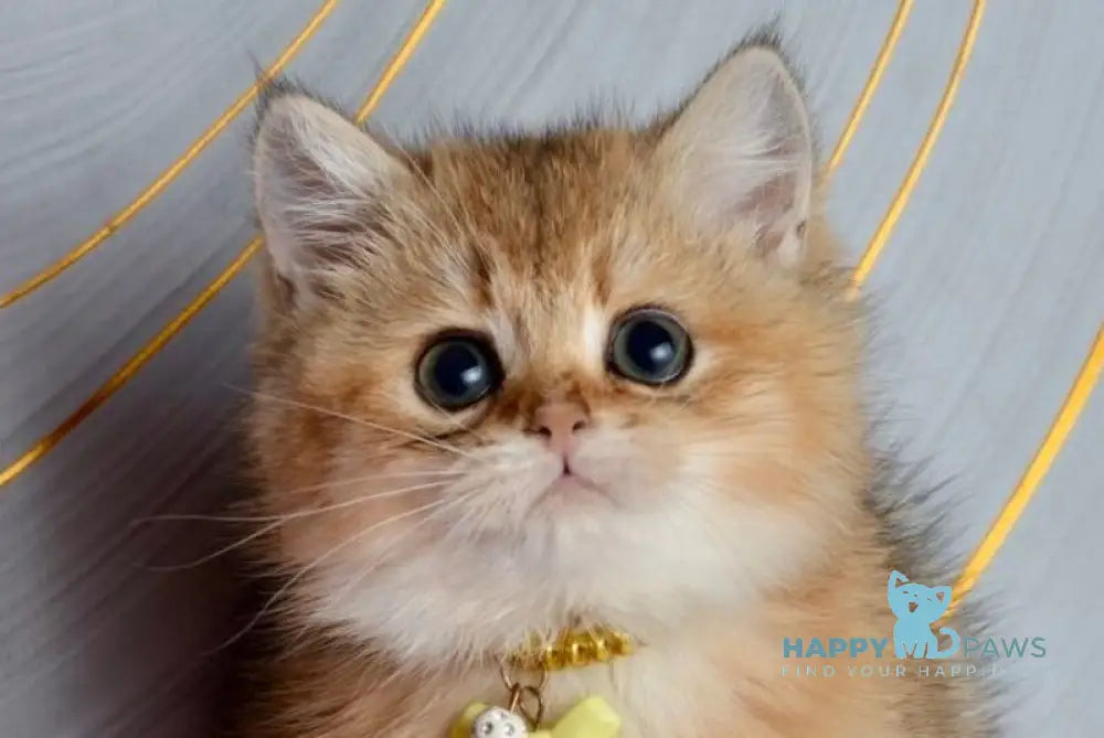 Olivia British Shorthair female black golden shaded live animals