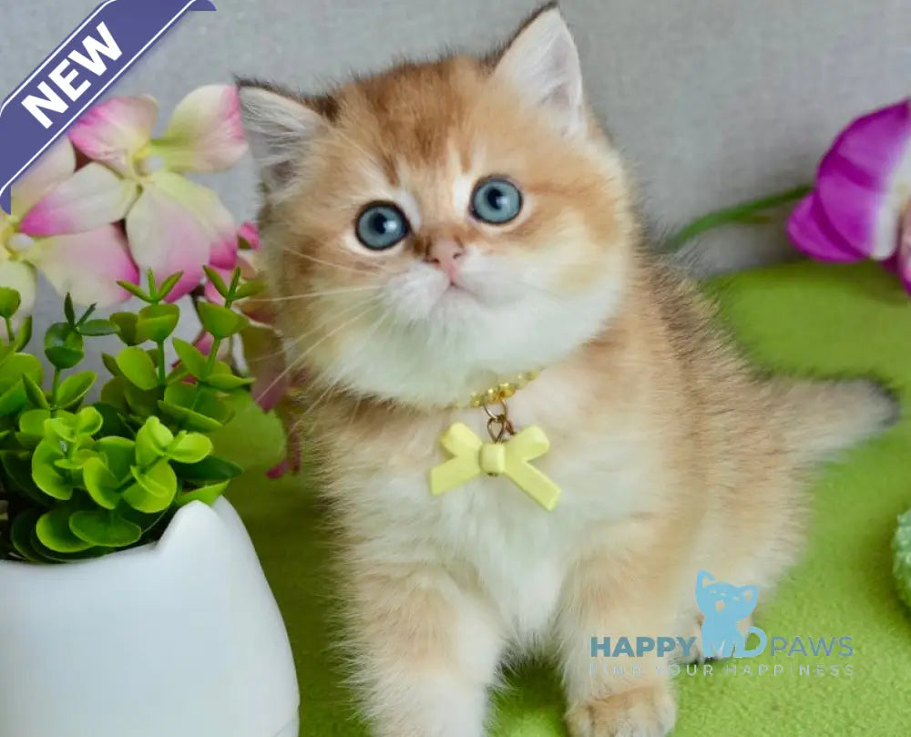 Olivia British Shorthair female black golden shaded live animals