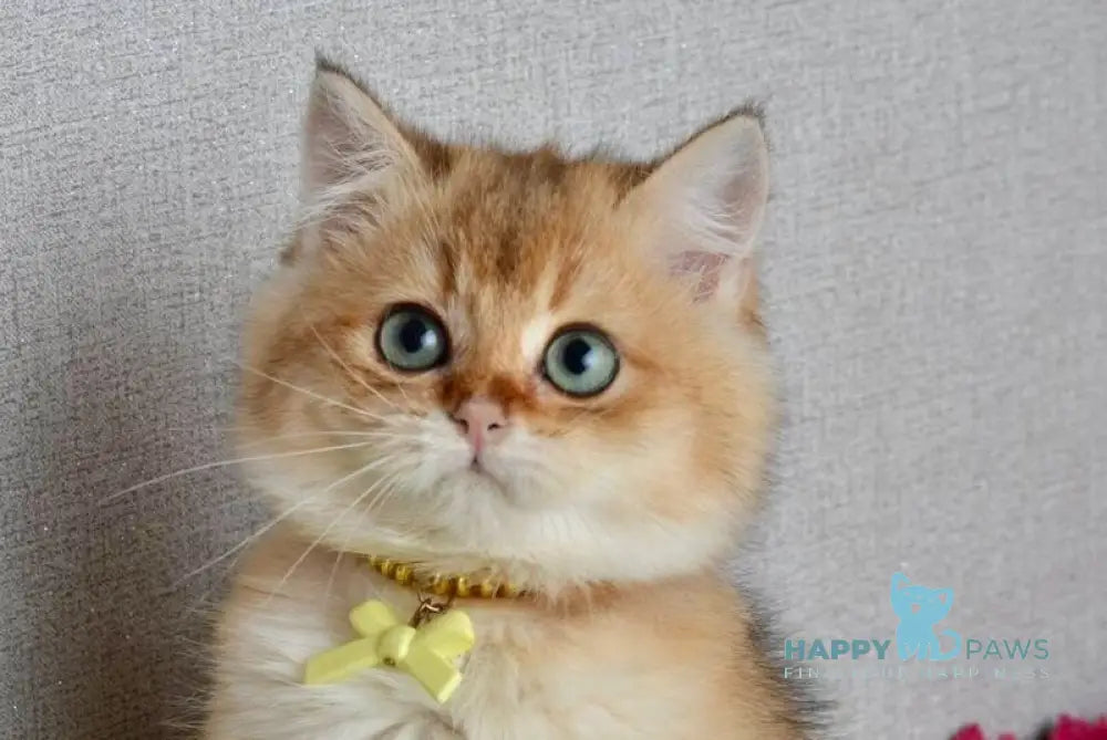 Olivia British Shorthair female black golden shaded live animals