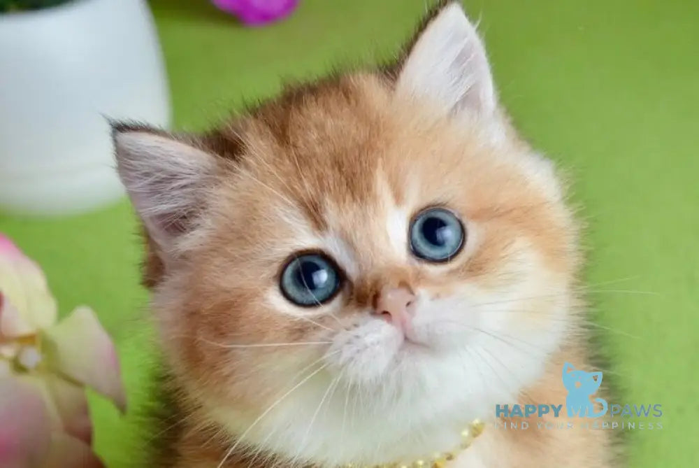 Olivia British Shorthair female black golden shaded live animals
