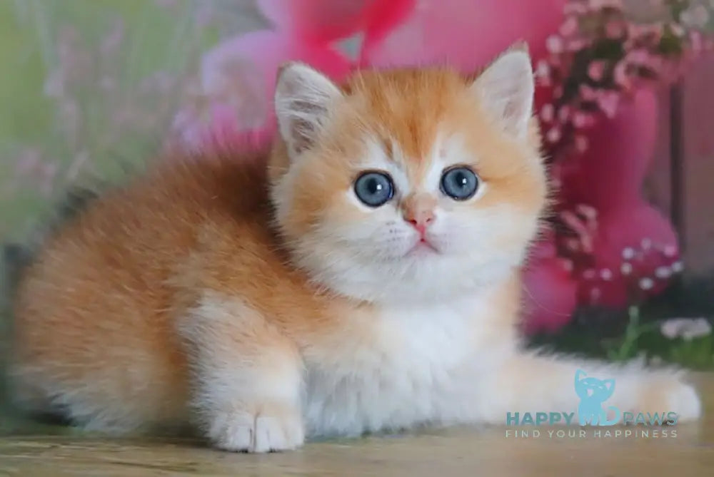 Olivia British Shorthair female black golden shaded live animals