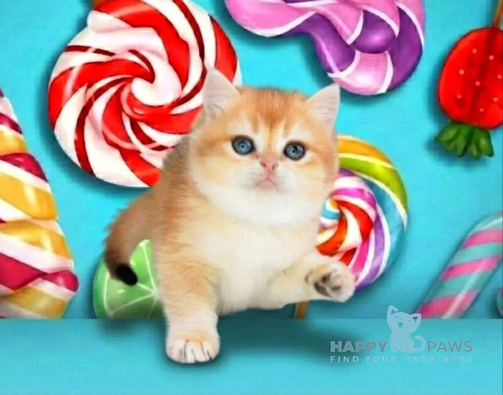 Olivia British Shorthair female black golden shaded live animals