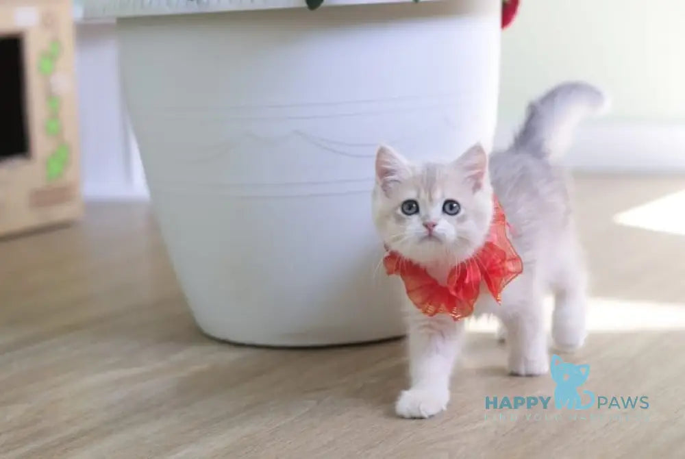 Olivia British Shorthair female blue golden shaded live animals