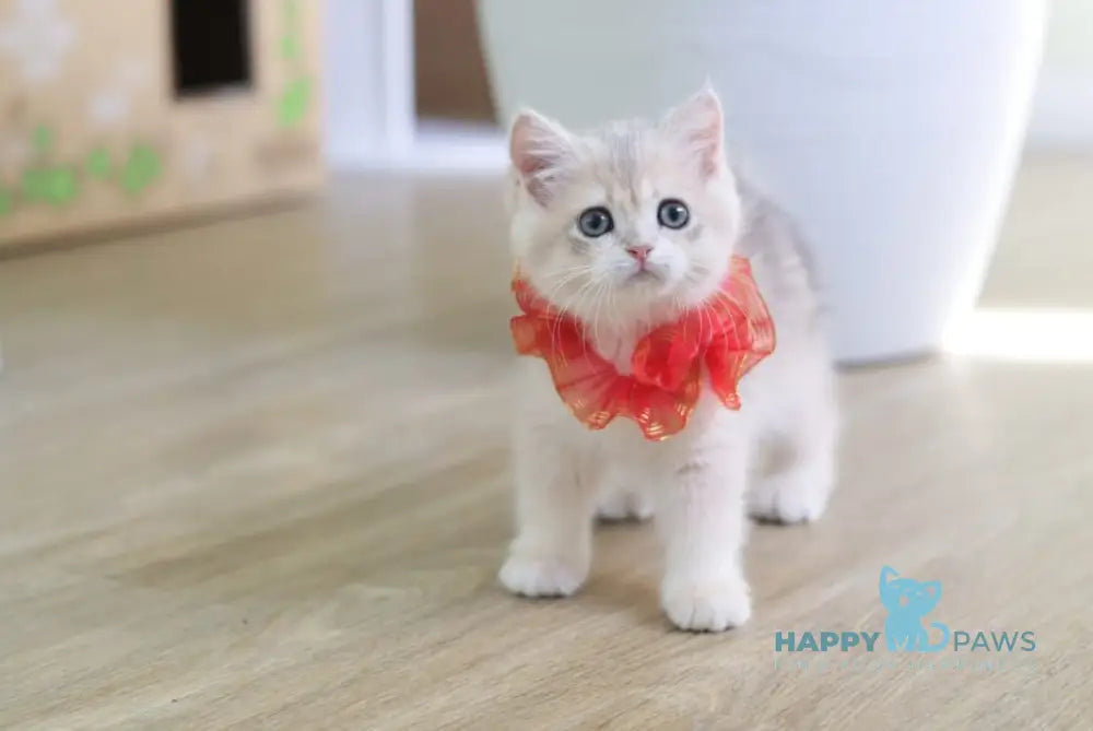 Olivia British Shorthair female blue golden shaded live animals