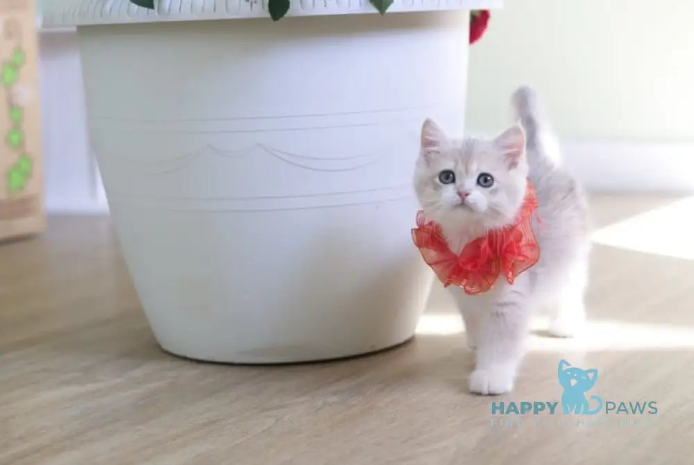 Olivia British Shorthair female blue golden shaded live animals