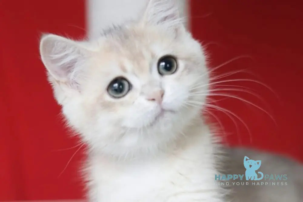 Olivia British Shorthair female blue golden shaded live animals