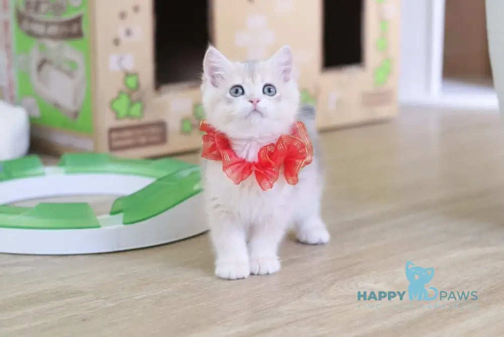 Olivia British Shorthair female blue golden shaded live animals