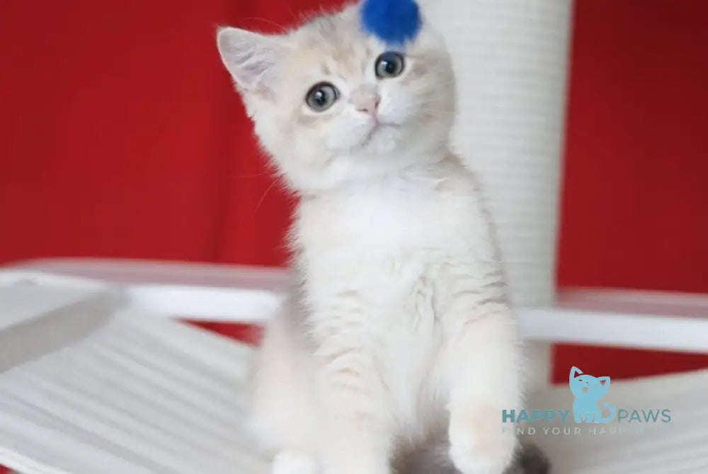 Olivia British Shorthair female blue golden shaded live animals