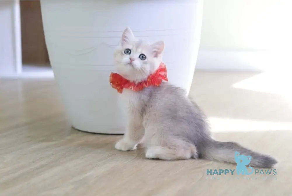 Olivia British Shorthair female blue golden shaded live animals