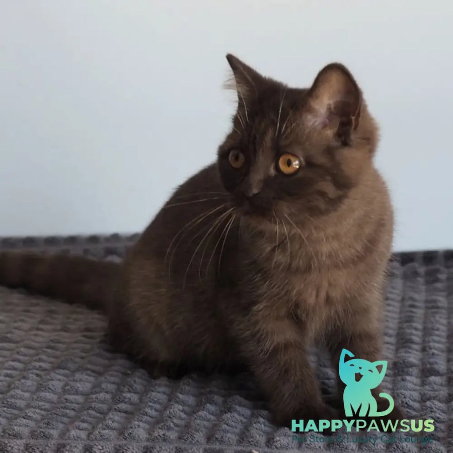 Olivia British Shorthair female chocolate - live animals