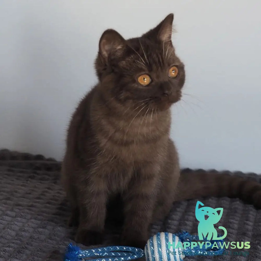 Olivia British Shorthair female chocolate - live animals