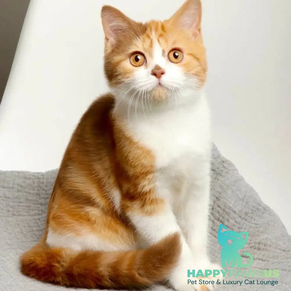 Olivia British Shorthair female cinnamon tortie bicolour - live animals