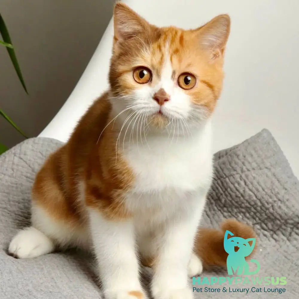 Olivia British Shorthair female cinnamon tortie bicolour - live animals