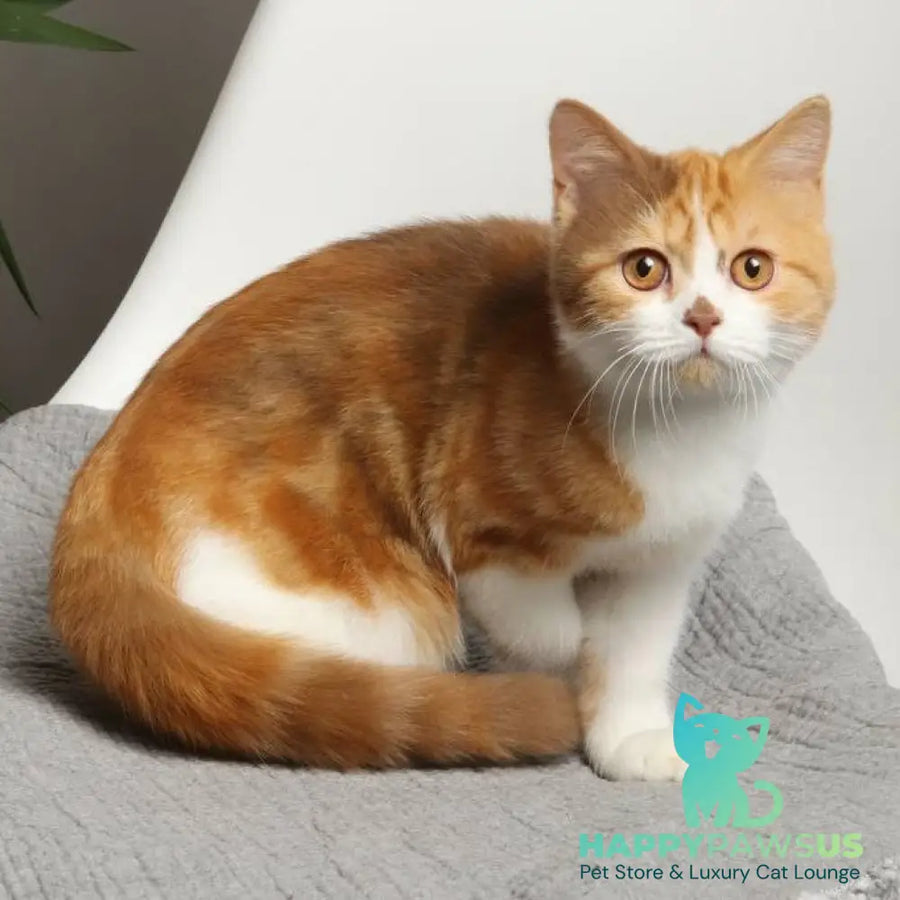 Olivia British Shorthair female cinnamon tortie bicolour - live animals