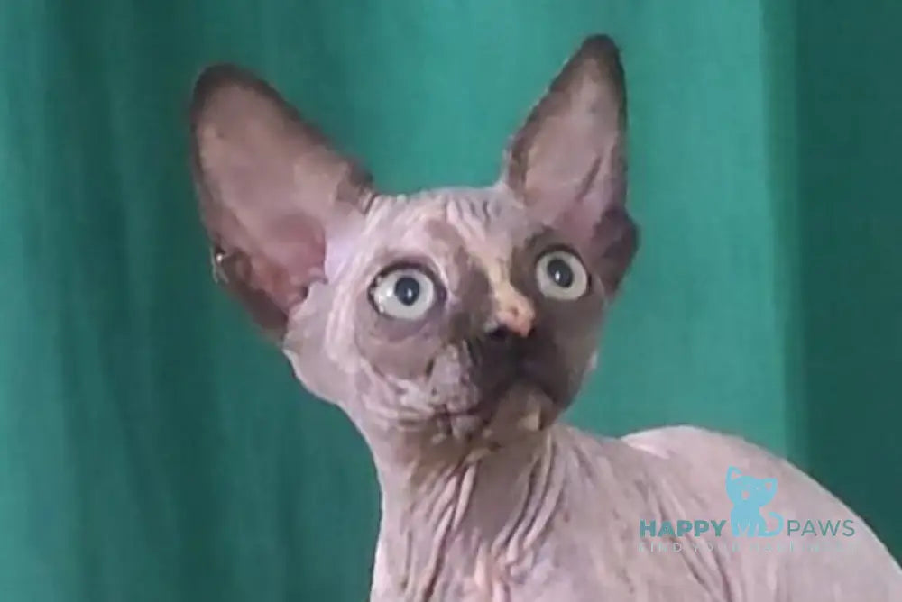 Olivia Canadian Sphynx female black tortie live animals