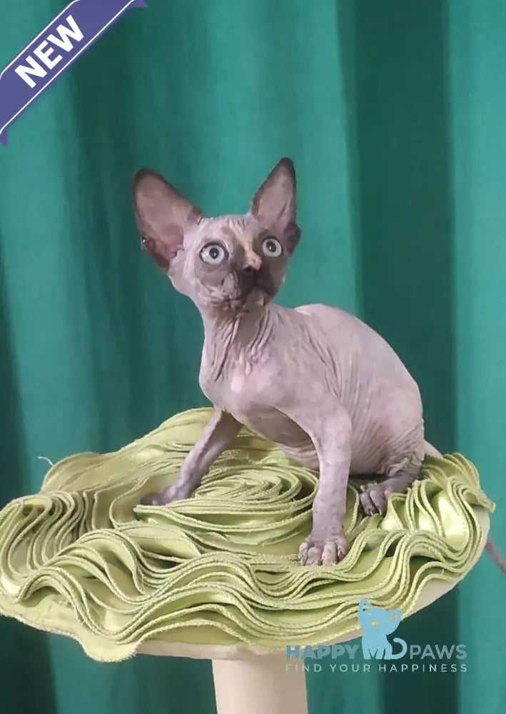 Olivia Canadian Sphynx female black tortie live animals