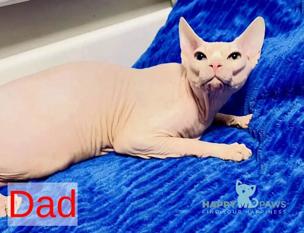 Olivia Canadian Sphynx female black tortie live animals