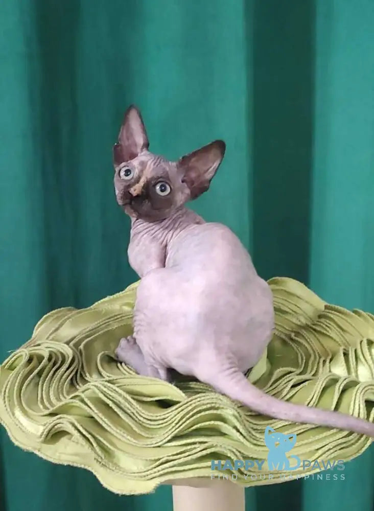Olivia Canadian Sphynx female black tortie live animals