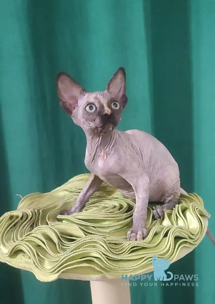Olivia Canadian Sphynx female black tortie live animals
