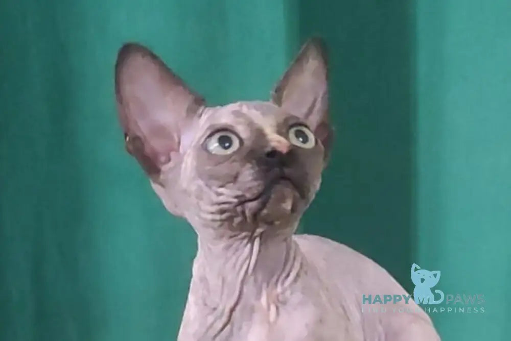 Olivia Canadian Sphynx female black tortie live animals