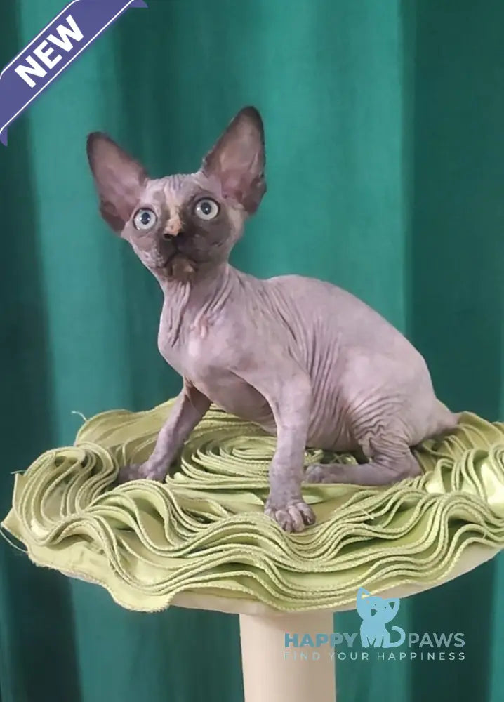 Olivia Canadian Sphynx female black tortie live animals