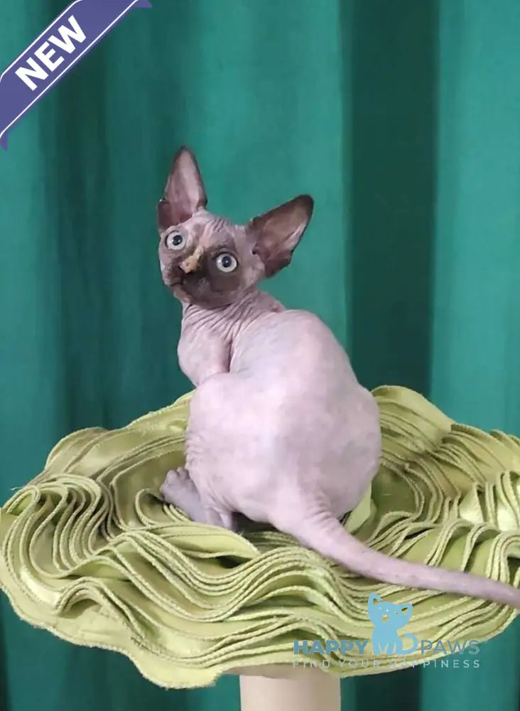 Olivia Canadian Sphynx female black tortie live animals