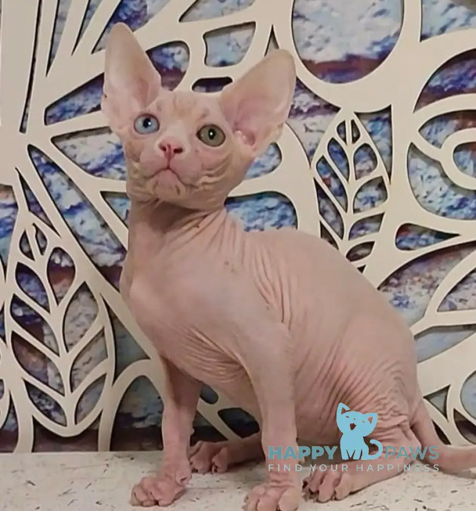 Olivia Canadian Sphynx female white live animals