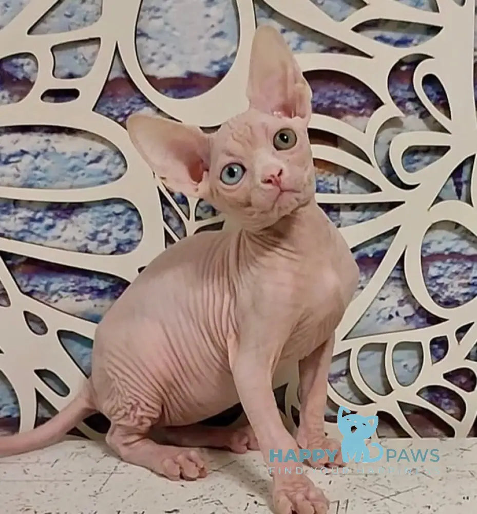 Olivia Canadian Sphynx female white live animals