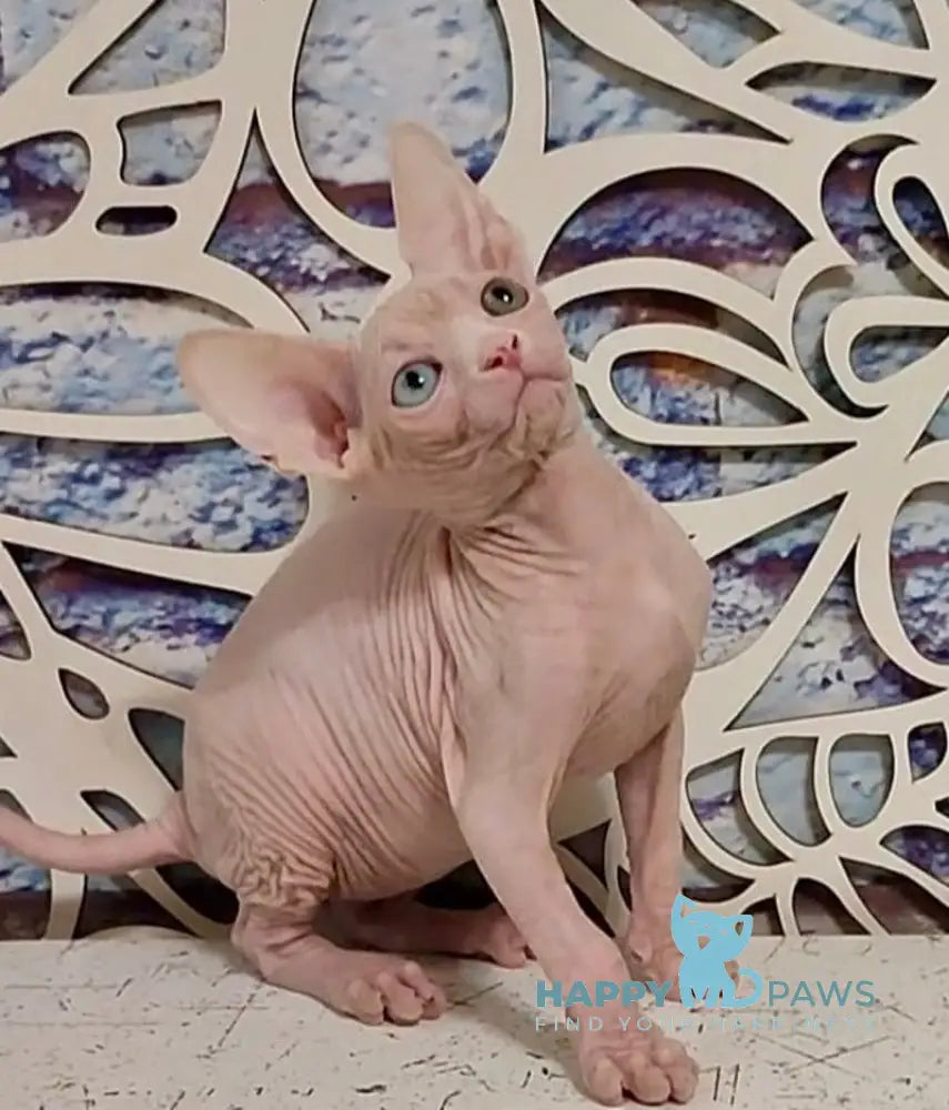 Olivia Canadian Sphynx female white live animals