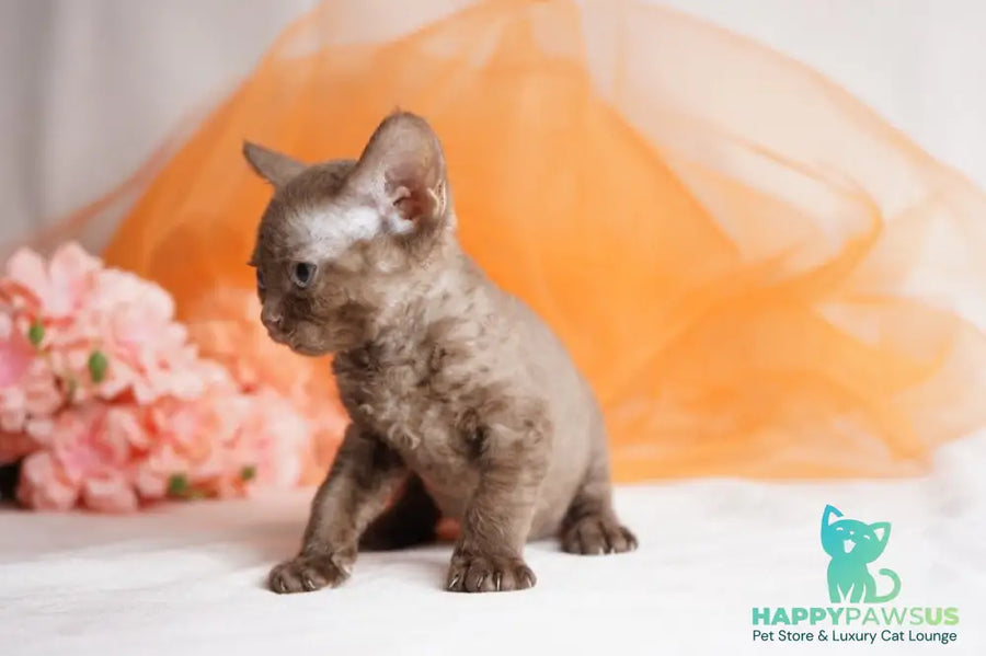 Olivia Devon Rex female chocolate - live animals