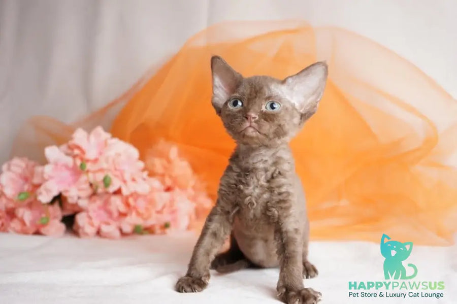 Olivia Devon Rex female chocolate - live animals