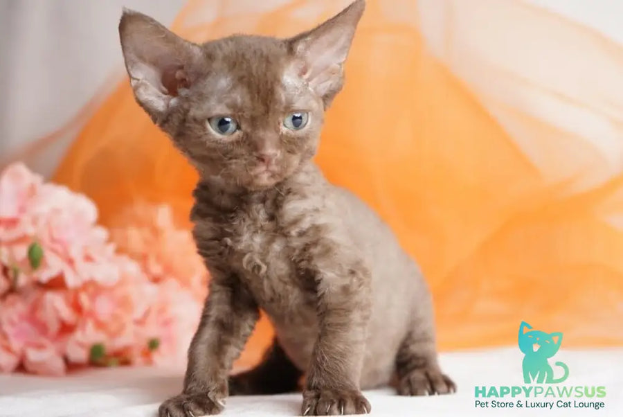 Olivia Devon Rex female chocolate - live animals
