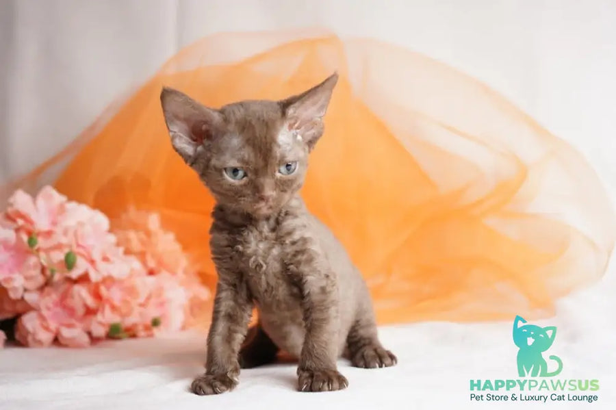 Olivia Devon Rex female chocolate - live animals