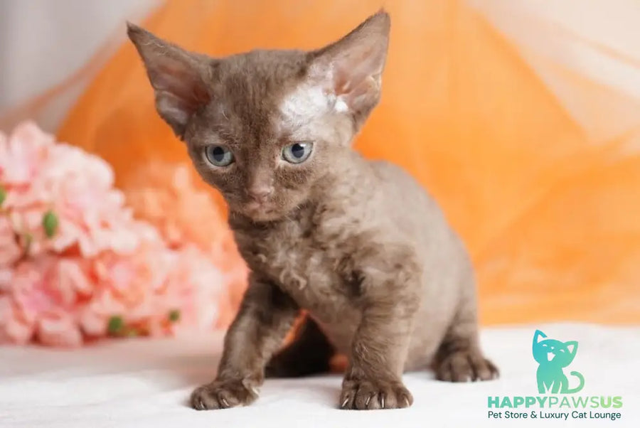 Olivia Devon Rex female chocolate - live animals