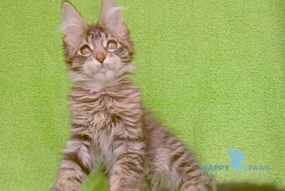 Olivia Maine Coon Female Black Silver Tabby Live Animals