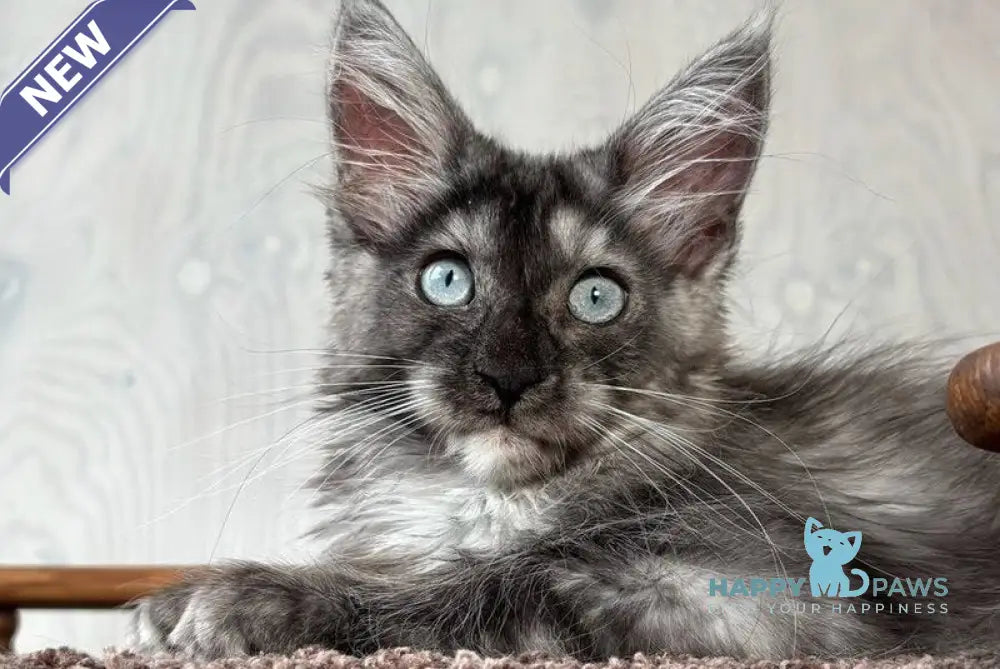 Olivia Maine Coon female black silver with white live animals