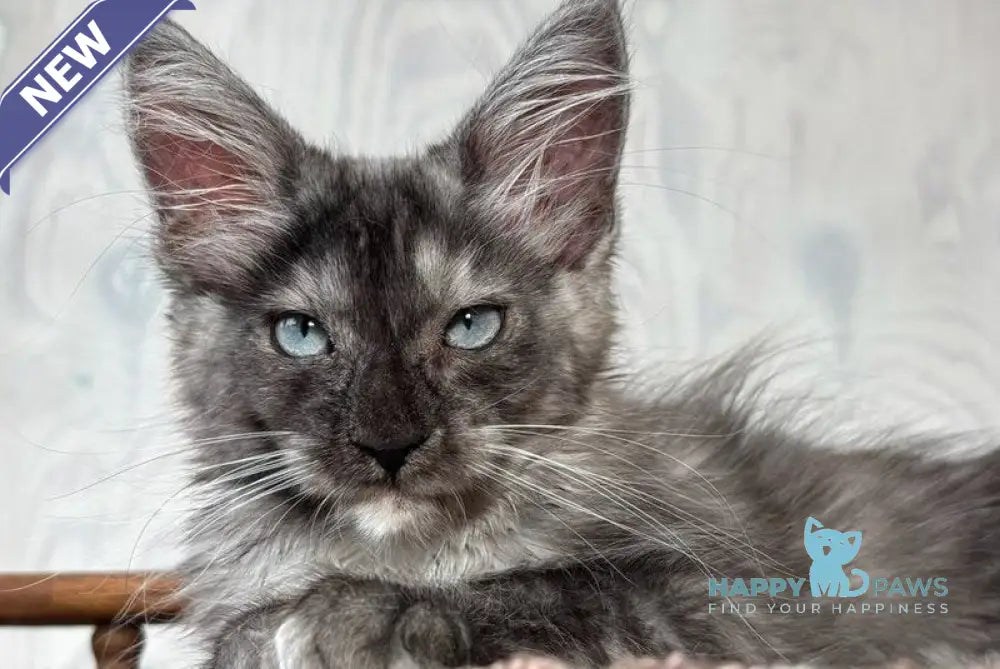 Olivia Maine Coon female black silver with white live animals