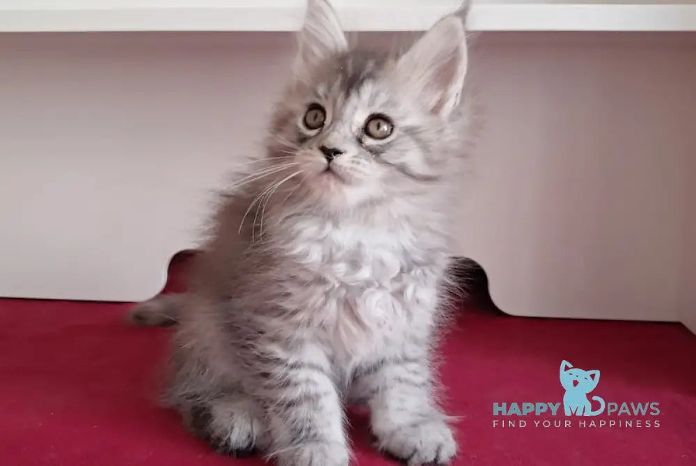 Olivia Maine Coon female black tortie silver spotted tabby live animals