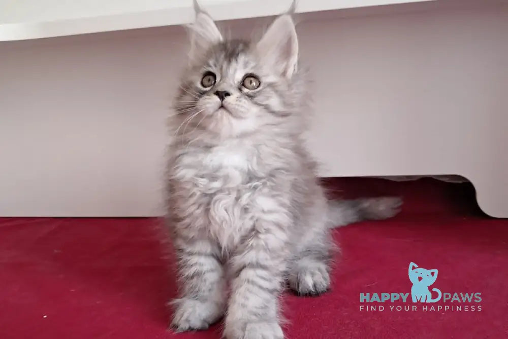 Olivia Maine Coon female black tortie silver spotted tabby live animals