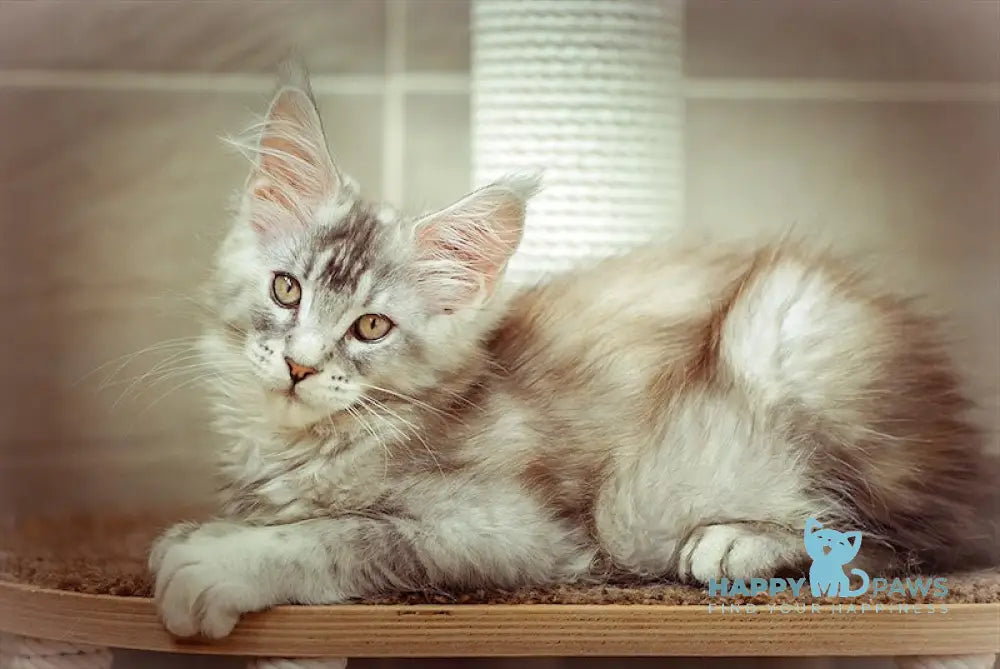 Olivia Maine Coon female black tortie silver ticked tabby live animals