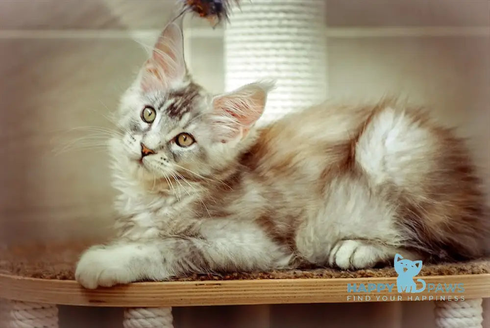 Olivia Maine Coon female black tortie silver ticked tabby live animals