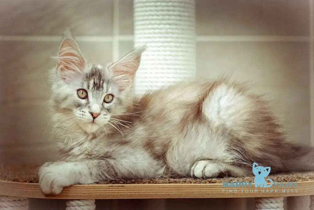 Olivia Maine Coon female black tortie silver ticked tabby live animals