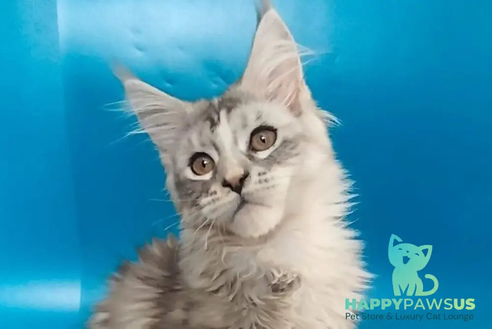 Olivia Maine Coon female black tortie silver with white tabby - live animals