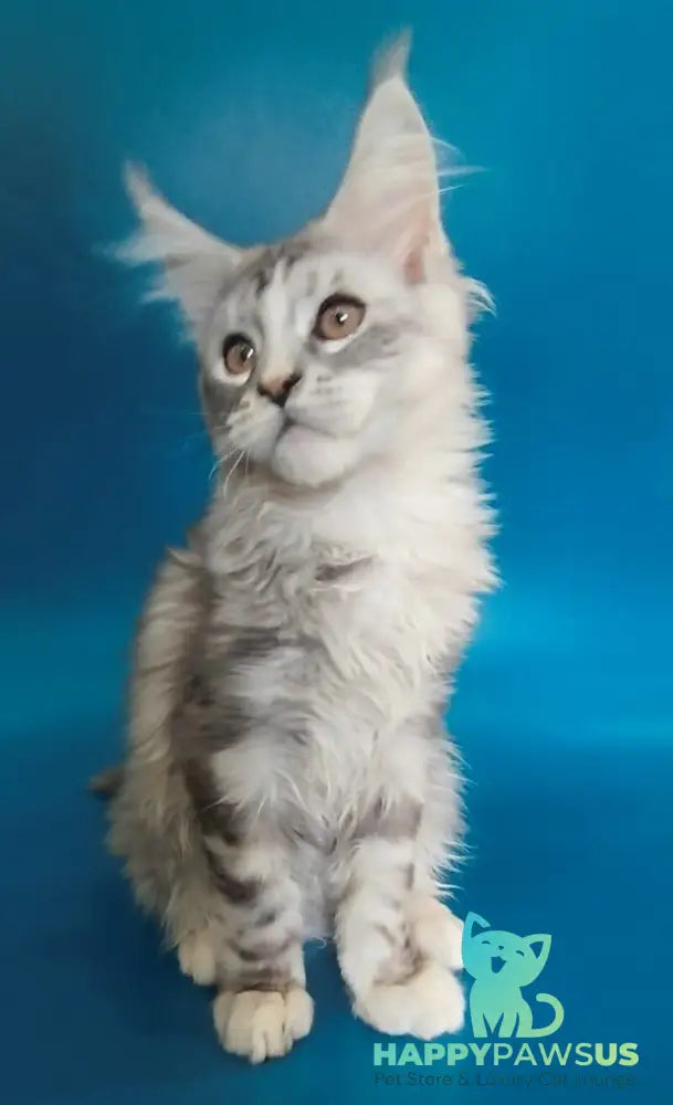 Olivia Maine Coon female black tortie silver with white tabby - live animals
