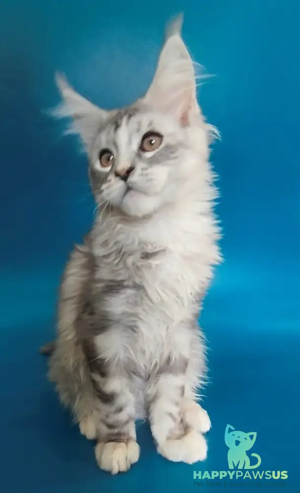 Olivia Maine Coon female black tortie silver with white tabby - live animals