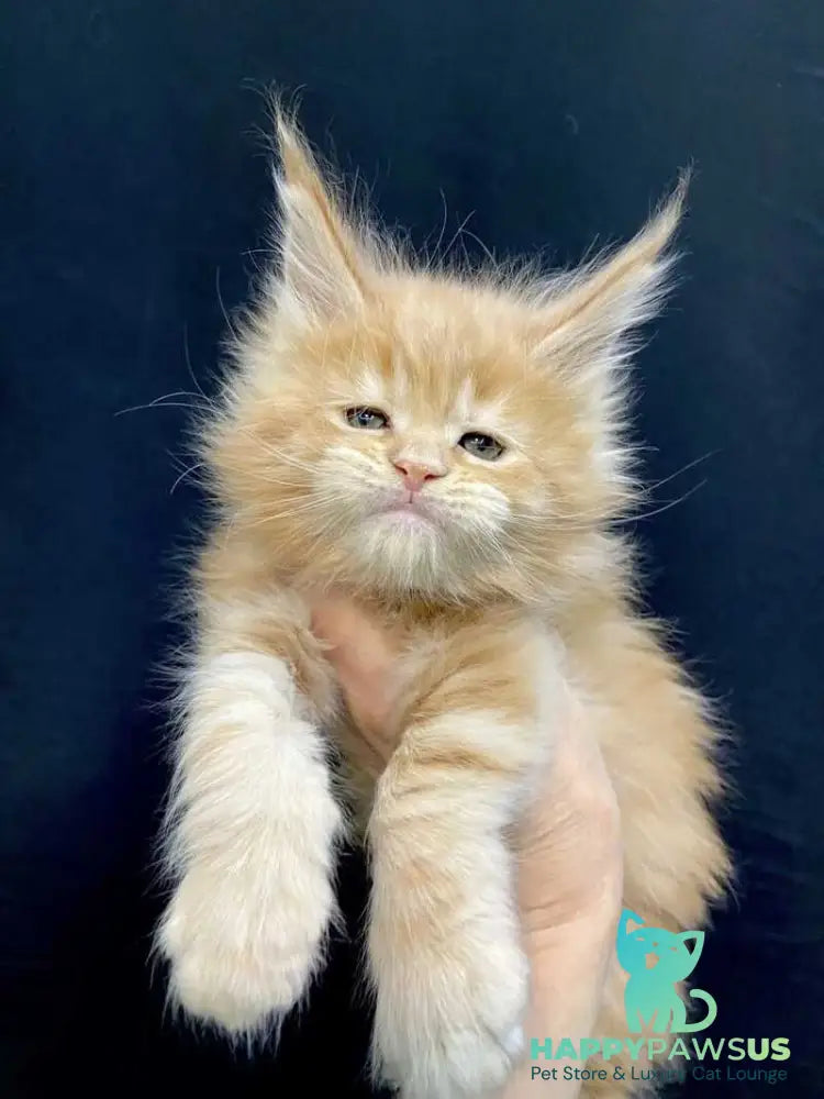 Olivia Maine Coon female cream - live animals